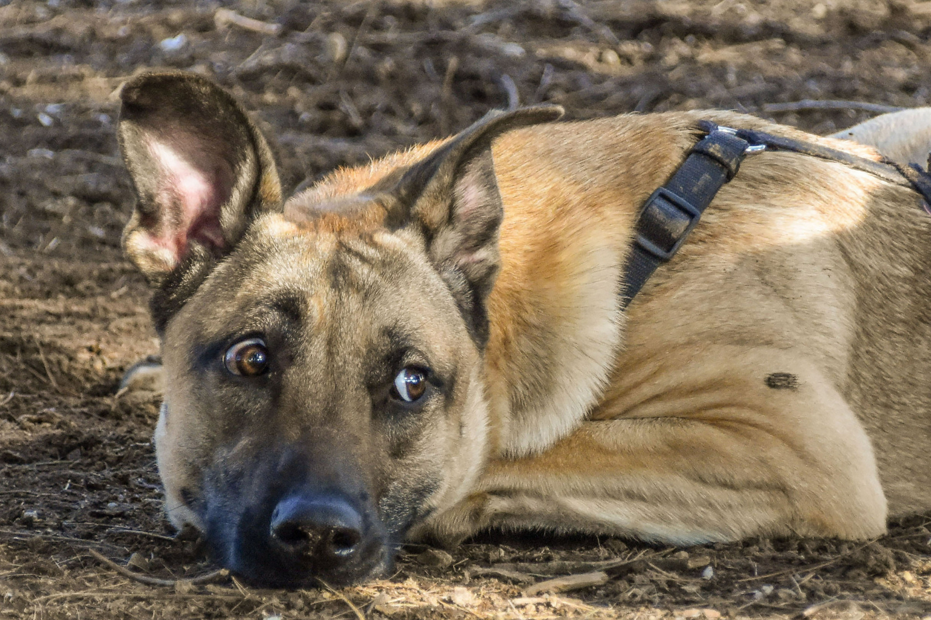 what dogs have anxiety