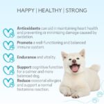 Enhance Your Dog's Wellness with Immune System Support